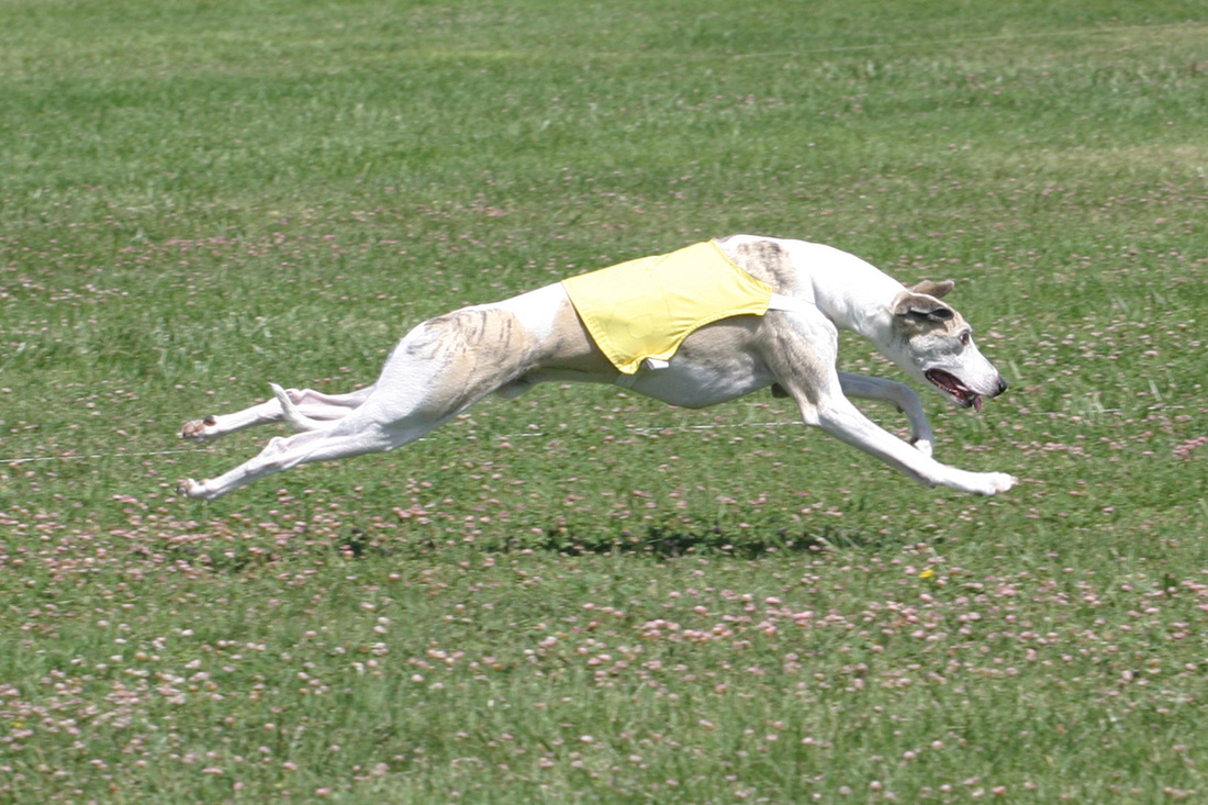 Lure machine (lurchers-greyhounds-whippets)  Dog lure coursing, Lure  coursing, Dog exercise