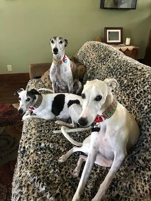 Whippet Rescue